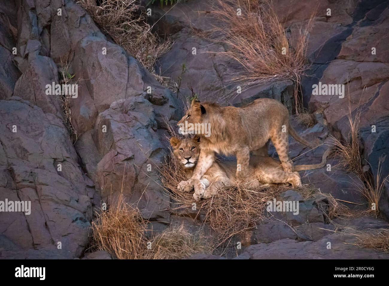 Lions (Panthera leo), réserve de gibier privée de Zimanga, KwaZulu-Natal., Afrique du Sud Banque D'Images