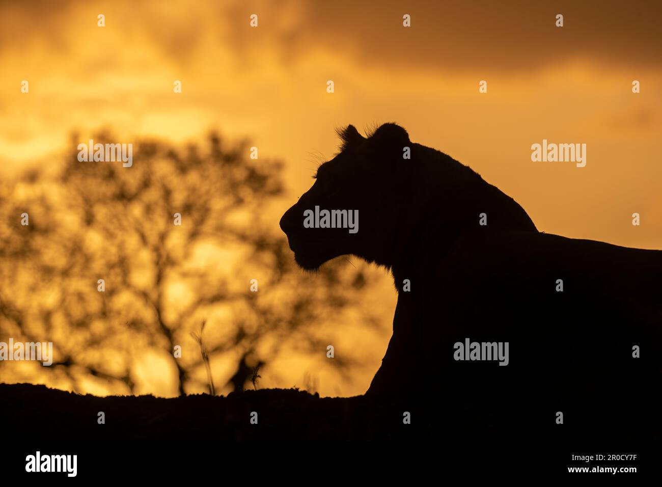 Lion (Panthera leo) au coucher du soleil, réserve de gibier privée de Zimanga, KwaZulu-Natal., Afrique du Sud Banque D'Images