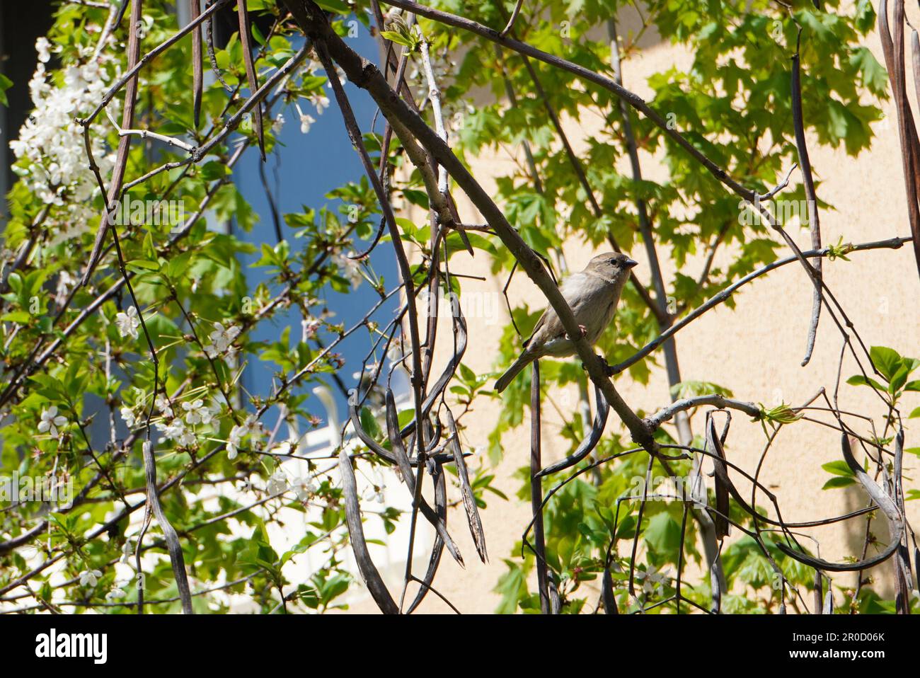 Petit moineau de maison femelle perché dans un arbre accroché à une brindille parmi le feuillage Banque D'Images