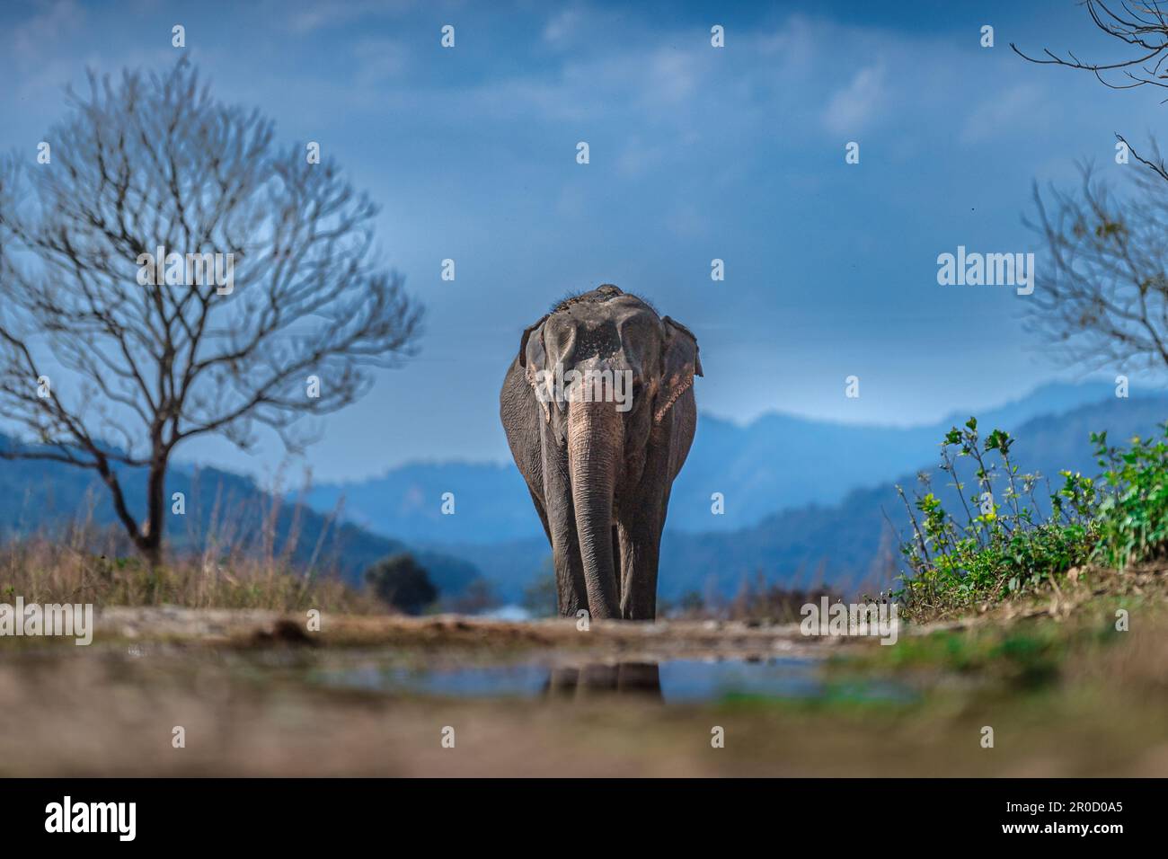 Cette image de l'éléphant est prise au parc national de Corbett en Inde Banque D'Images