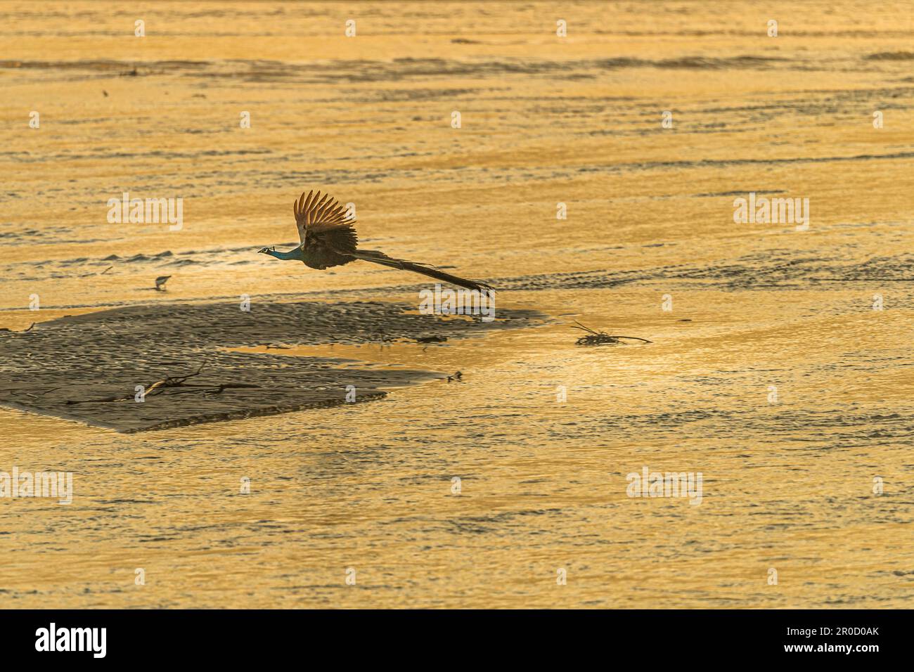 Cette image d'oiseau en lumière dorée est prise au parc national de Corbett en Inde Banque D'Images