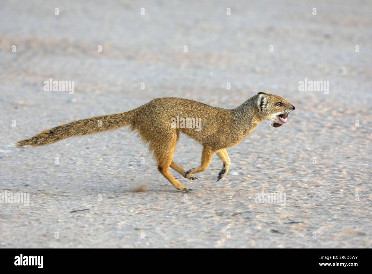 Cynictis penicillata, parc transfrontier de Kgalagadi, Cap Nord, Afrique du Sud Banque D'Images