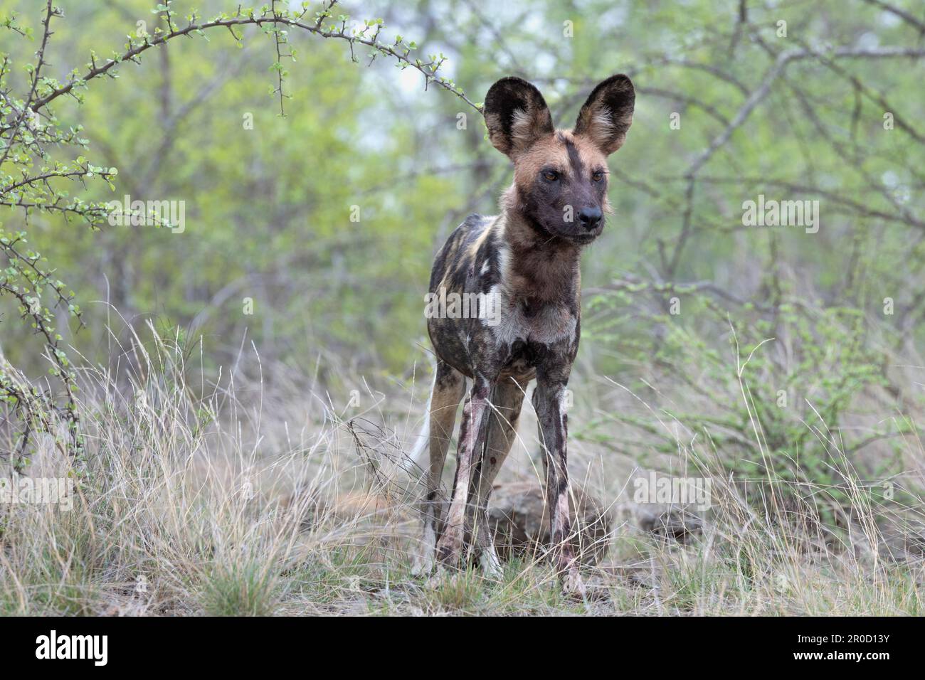 Chien sauvage africain (Lycain pictus), parc national Kruger, Afrique du Sud Banque D'Images