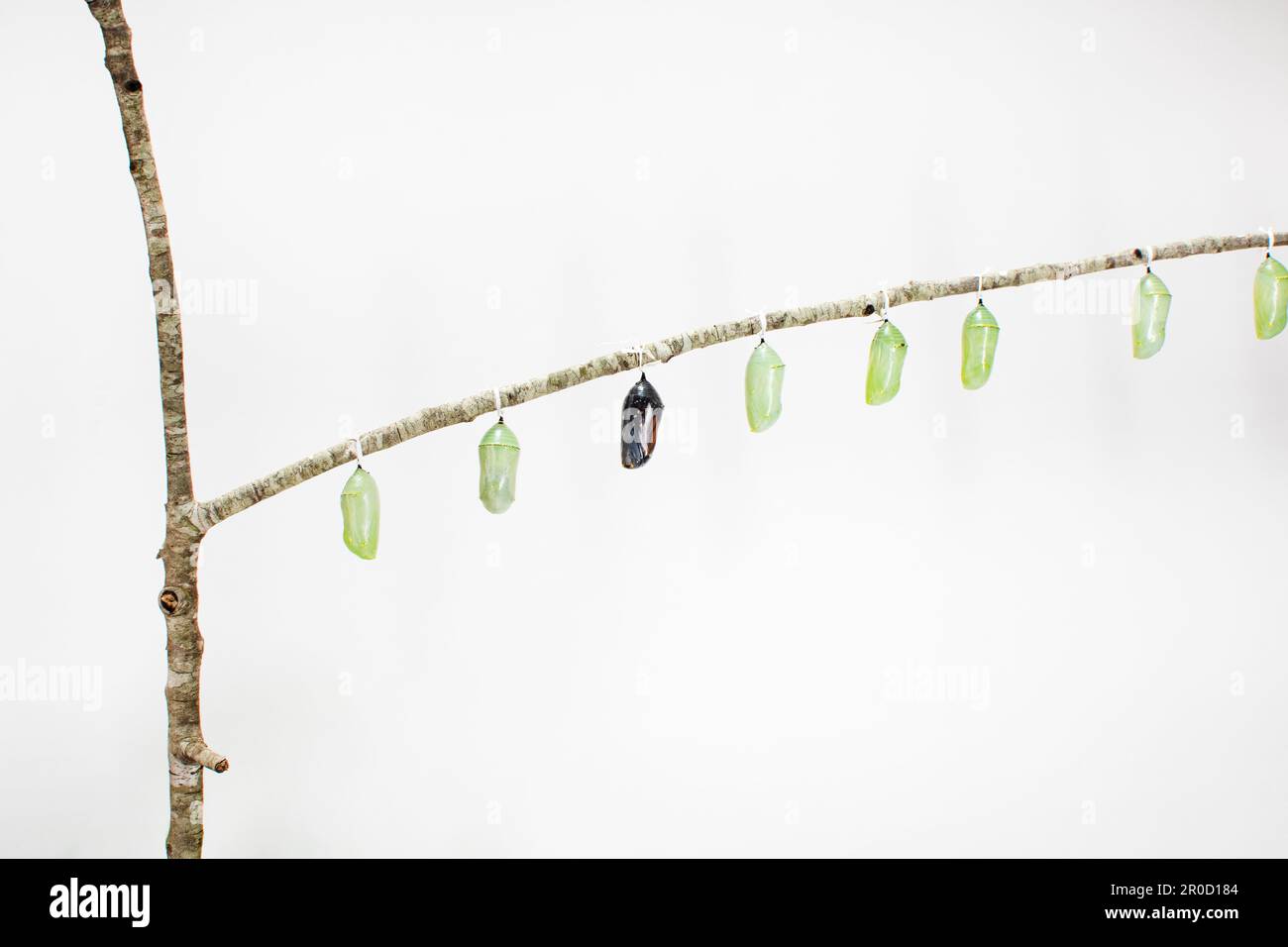 Monarque papillon chrysalide suspendu sur une branche isolée sur le fond blanc. Photo éducative de la pupa de papillons. Prêt à naître. Banque D'Images
