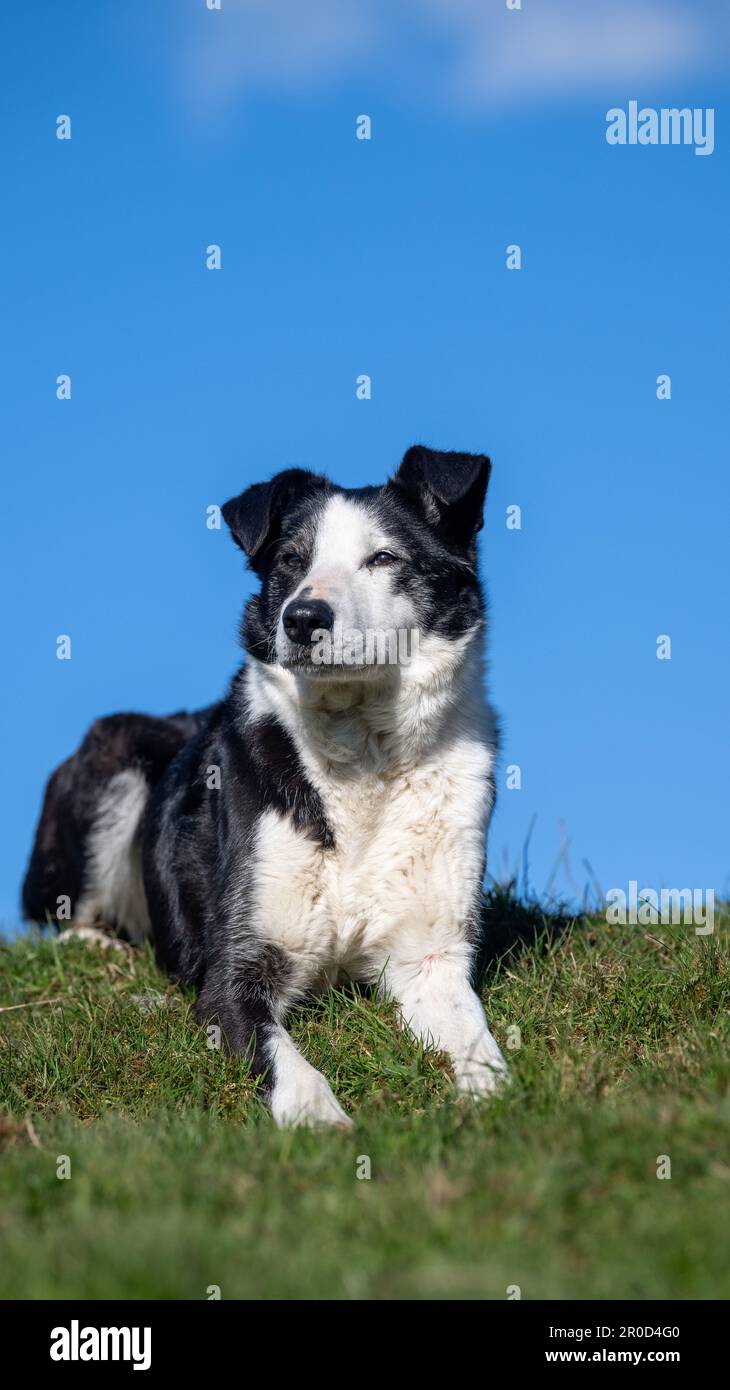 Sheepdog s'assit sur une colline contre un ciel bleu. North Yorkshire, Royaume-Uni. Banque D'Images Sheepdog s'assit sur une colline contre un ciel bleu. North Yorkshire, Royaume-Uni. Banque D'Images
