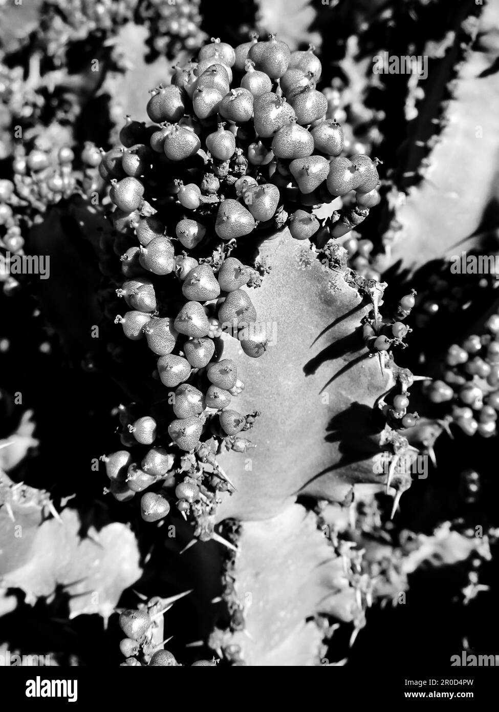 Vue en noir et blanc des baies d'un arbre commun Euphorbia, Euphorbia ingens, Banque D'Images