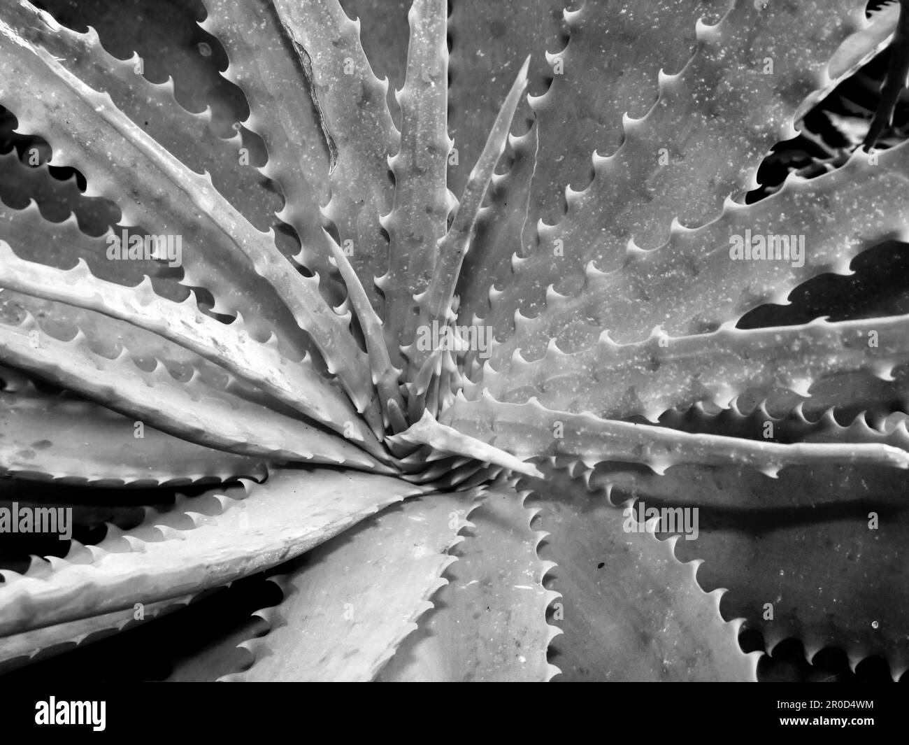 Vue directement au-dessus de la rosette de feuilles d'aloès en noir et blanc Banque D'Images