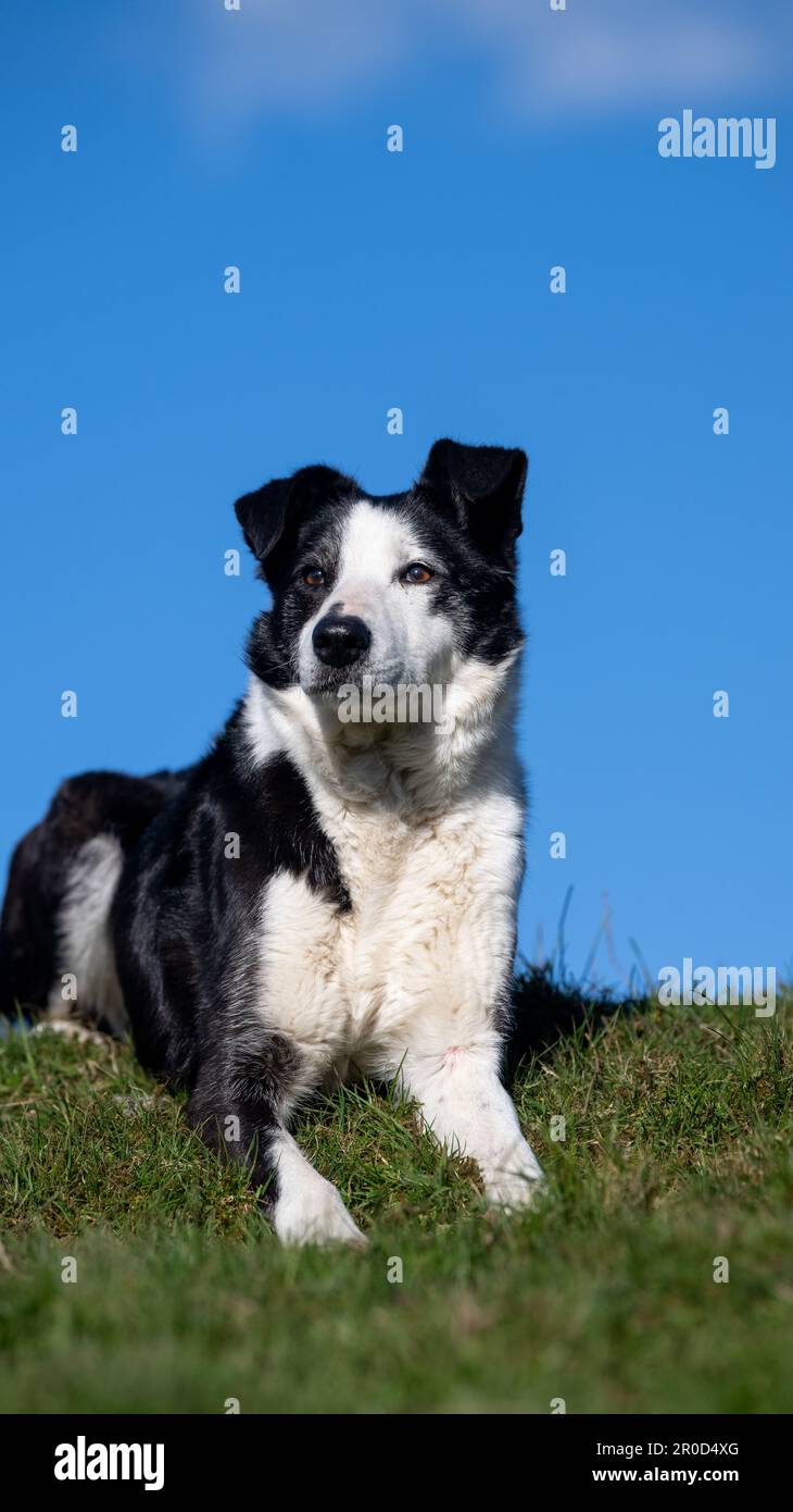 Sheepdog s'assit sur une colline contre un ciel bleu. North Yorkshire, Royaume-Uni. Banque D'Images Sheepdog s'assit sur une colline contre un ciel bleu. North Yorkshire, Royaume-Uni. Banque D'Images