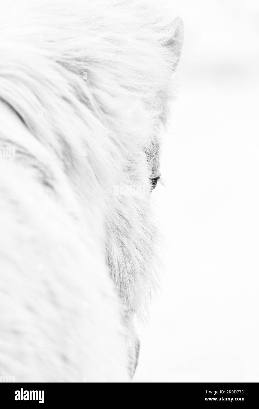 Cheval islandais Banque D'Images