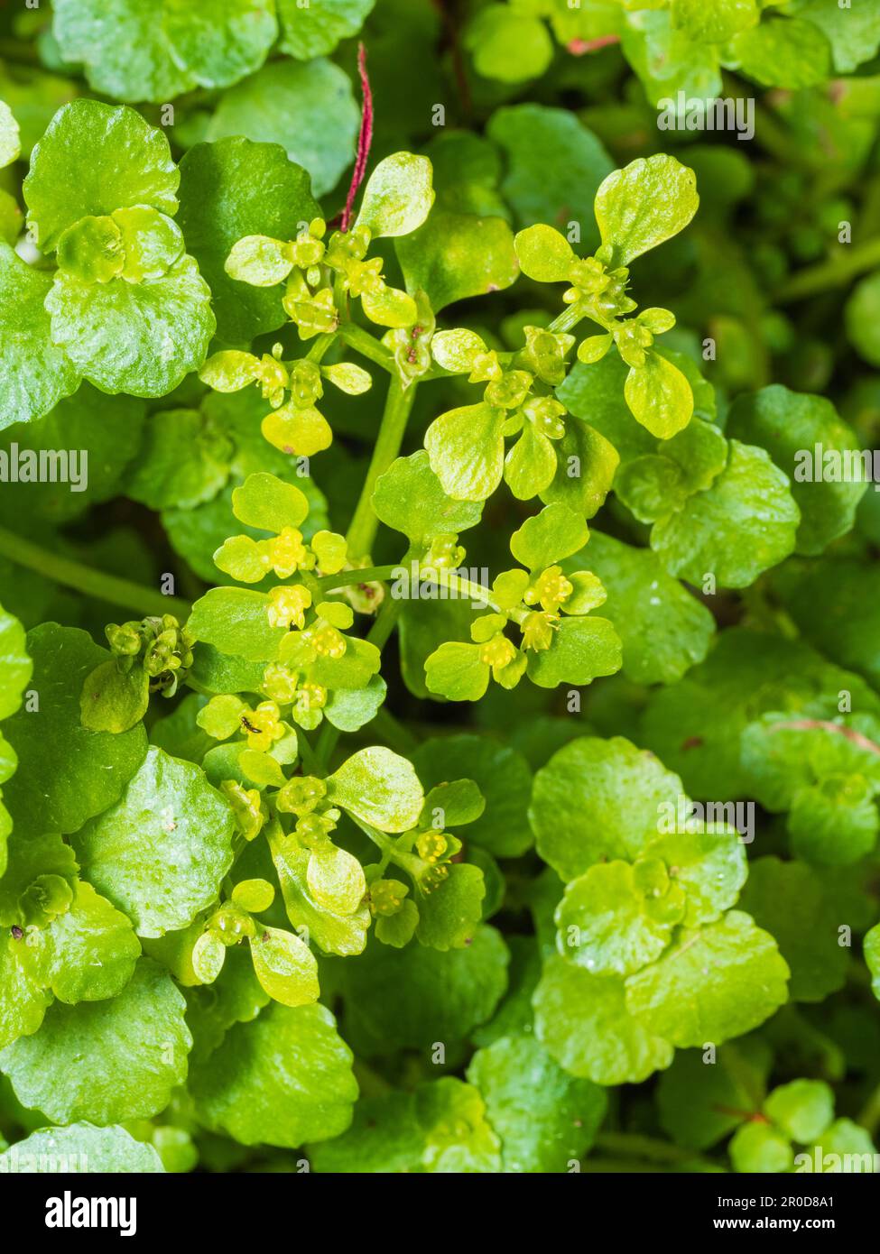 Petites fleurs vertes jaunes du ruisseau et fleurs sauvages du Royaume-Uni au bord de l'eau, Chrysosplenium oppositifolium, saxifrage doré à feuilles opposées Banque D'Images