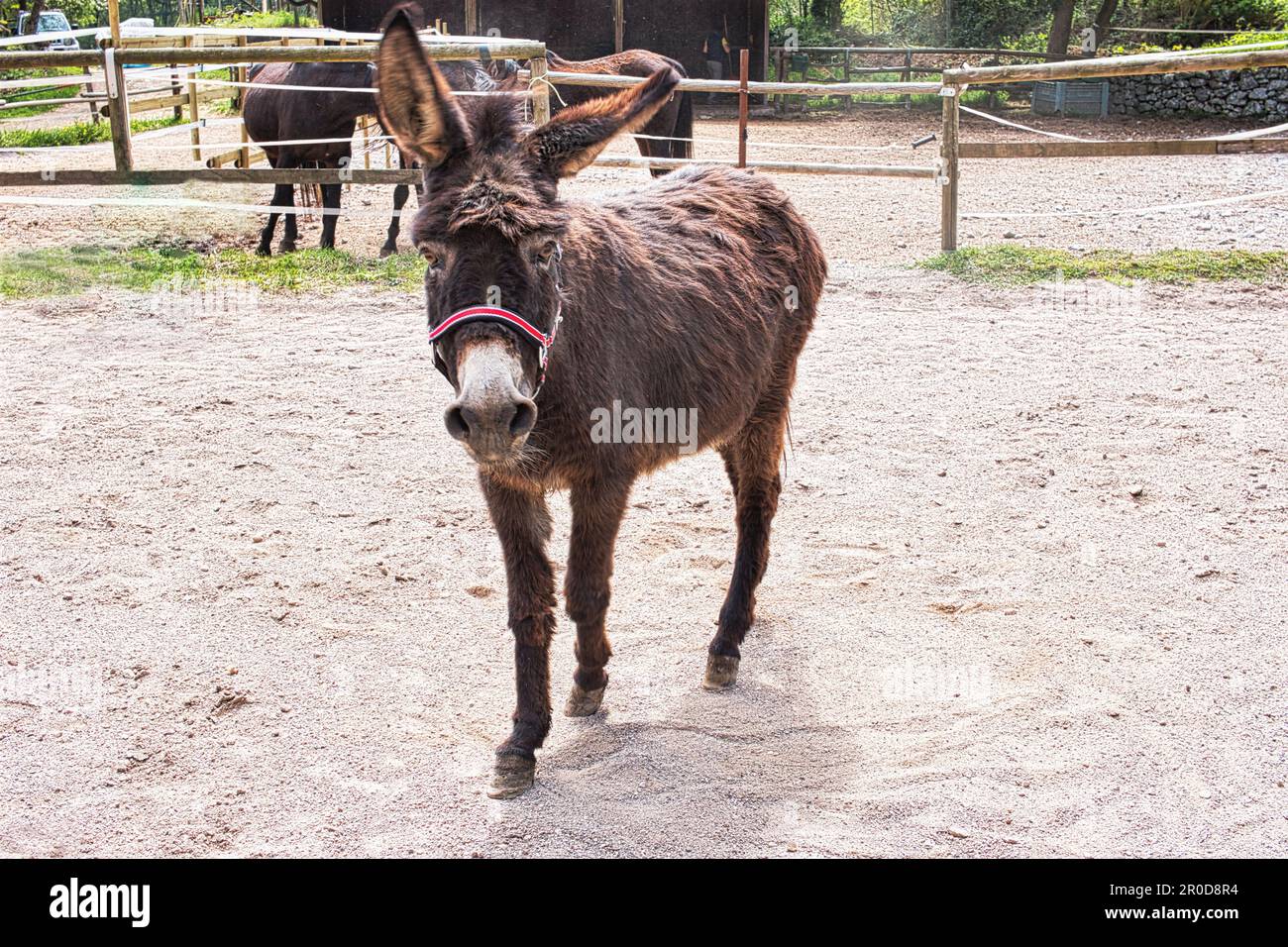 Petit âne de quinze ans qui, après une carrière de producteur de lait, prend sa retraite pour garder une compagnie de jument aveugle. Banque D'Images