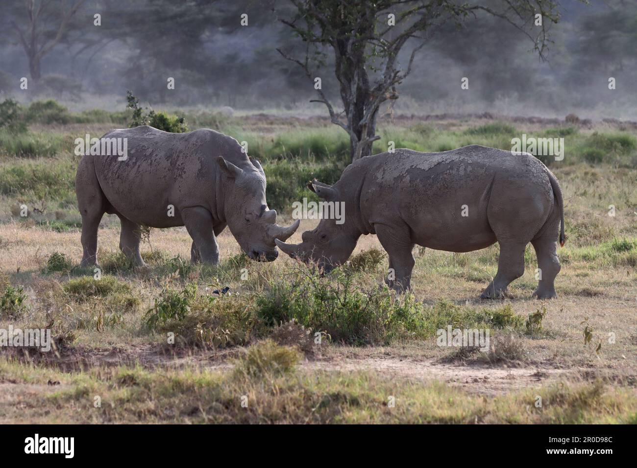 Rhinocéros blancs sur la réserve du parc national du Masai Mara Kenya Afrique Banque D'Images