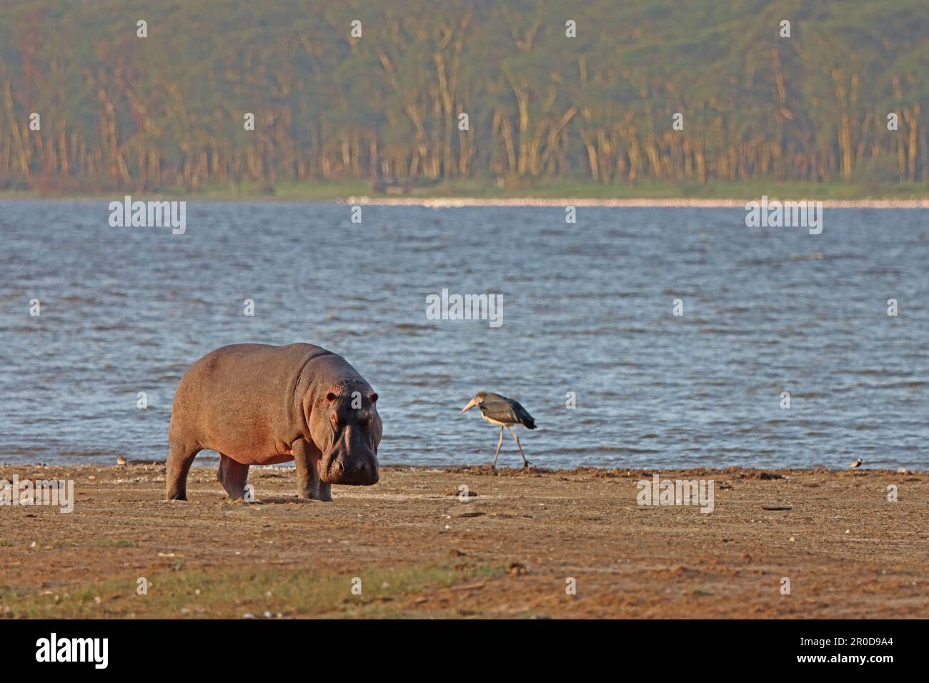 Rivière commune Hippopotame sur la rive d'un similaire dans la réserve nationale du Masai Mara Kenya Afrique Banque D'Images