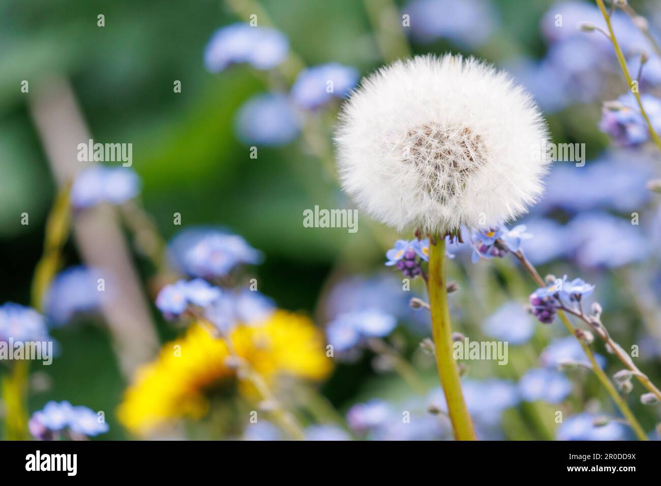 Des têtes de graines de pissenlit ont laissé pousser dans un jardin sauvage. Sussex, Royaume-Uni Banque D'Images Des têtes de graines de pissenlit ont laissé pousser dans un jardin sauvage. Sussex, Royaume-Uni Banque D'Images