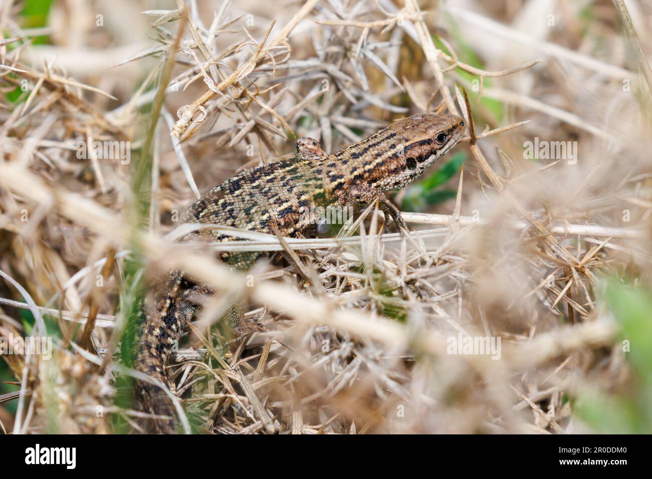 Basking commun de lézard (Zootoca vipara) Forêt d'Ashdown, Sussex, Royaume-Uni Banque D'Images