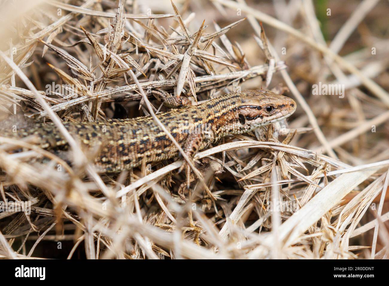 Basking commun de lézard (Zootoca vipara) Forêt d'Ashdown, Sussex, Royaume-Uni Banque D'Images