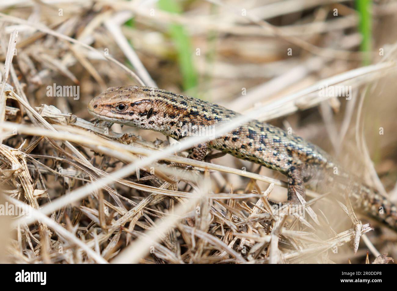 Basking commun de lézard (Zootoca vipara) Forêt d'Ashdown, Sussex, Royaume-Uni Banque D'Images