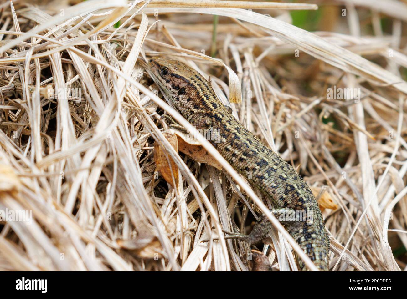 Basking commun de lézard (Zootoca vipara) Forêt d'Ashdown, Sussex, Royaume-Uni Banque D'Images