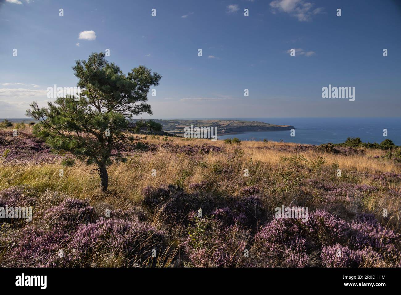Robin Hoods Bay de Ravenscar en été avec Heather à Bloom, dans le North Yorkshire Banque D'Images