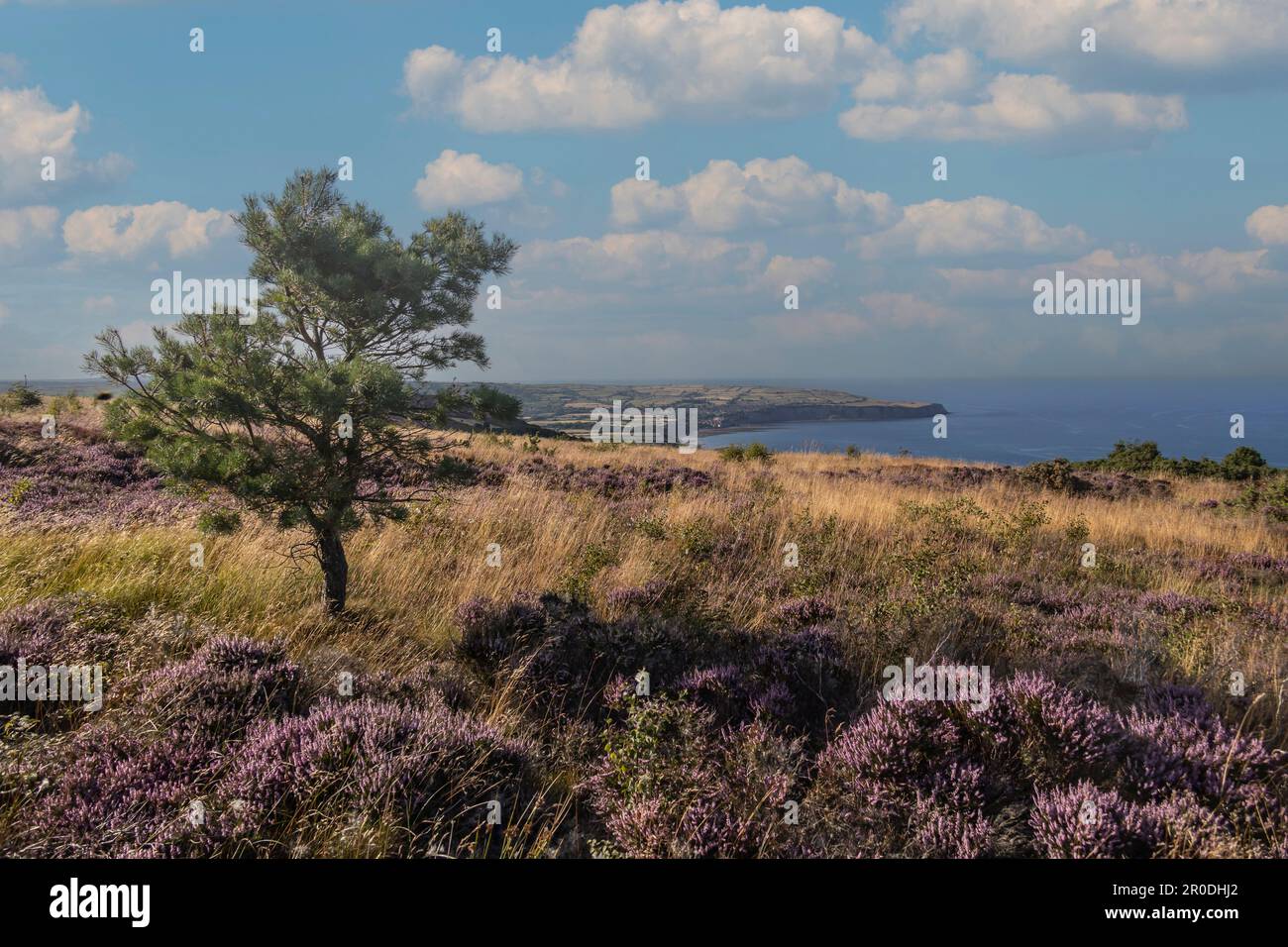 Robin Hoods Bay de Ravenscar en été avec Heather à Bloom, dans le North Yorkshire Banque D'Images