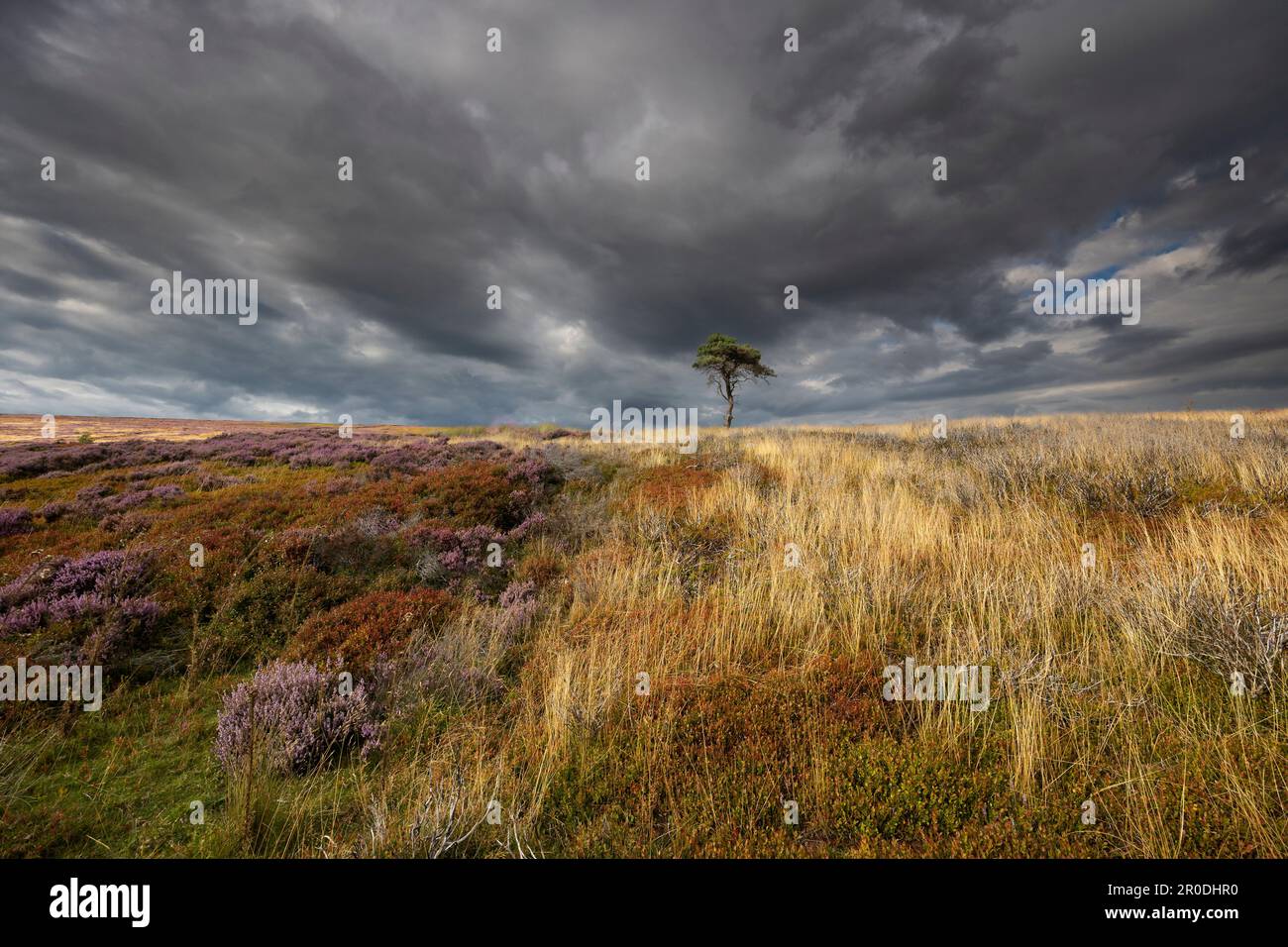 Lone Pine, Kildale Moor, North York Moors National Park, Angleterre Banque D'Images