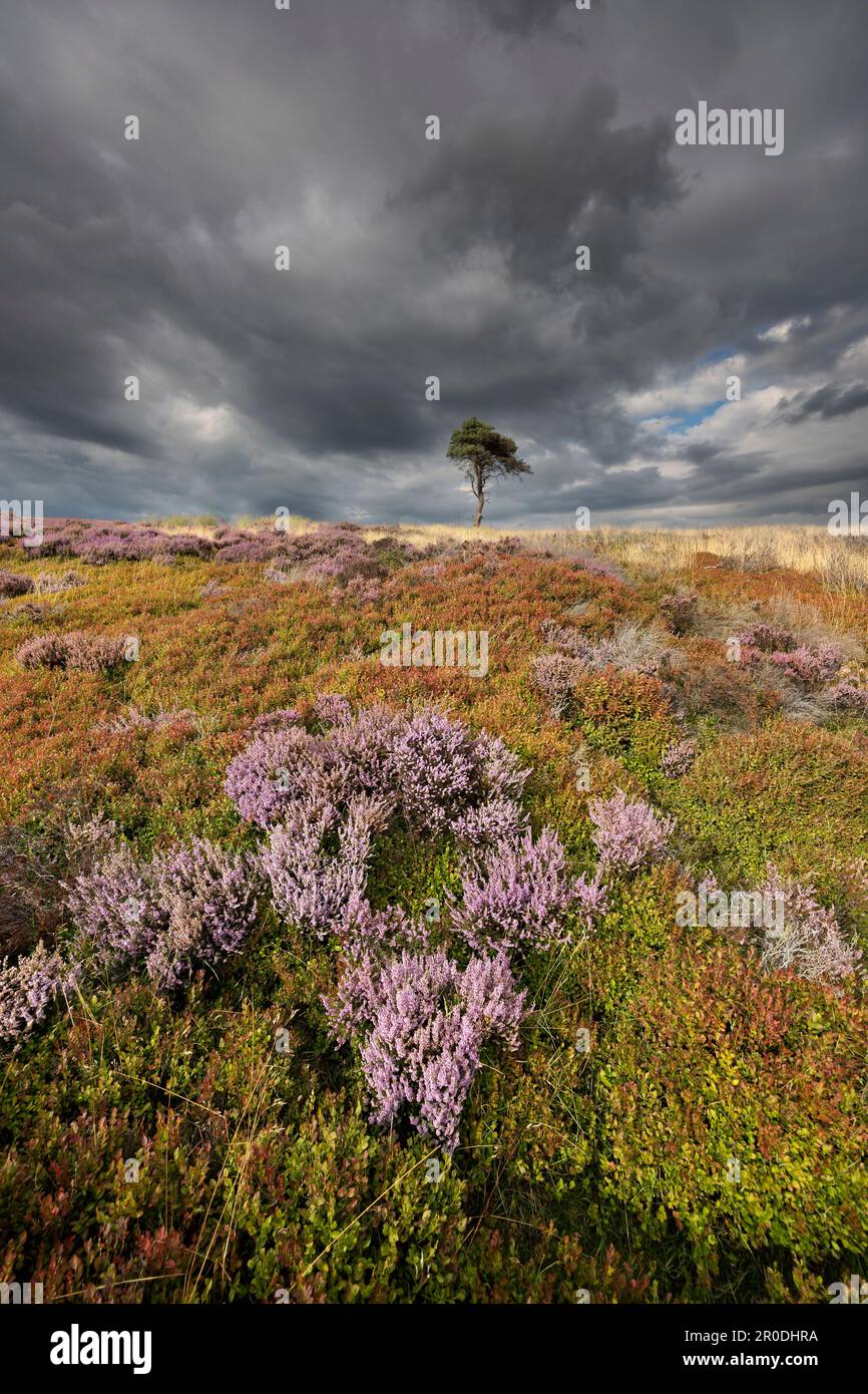 Lone Pine Tree, Kildale Moor, North York Moors National Park, Angleterre Banque D'Images