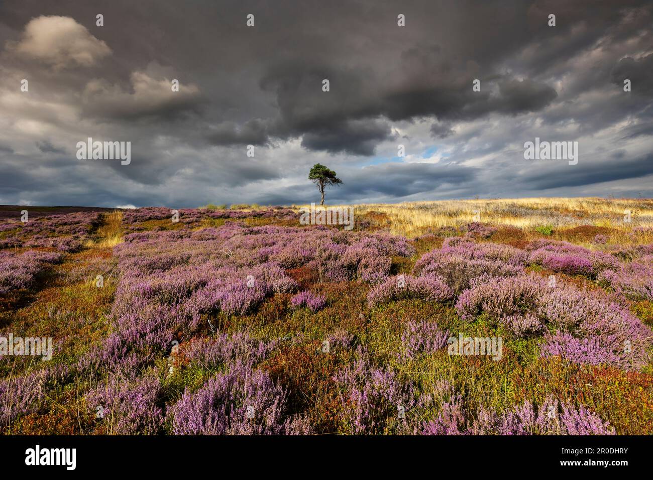 Lone Pine Tree, Kildale Moor, North York Moors National Park, Angleterre Banque D'Images