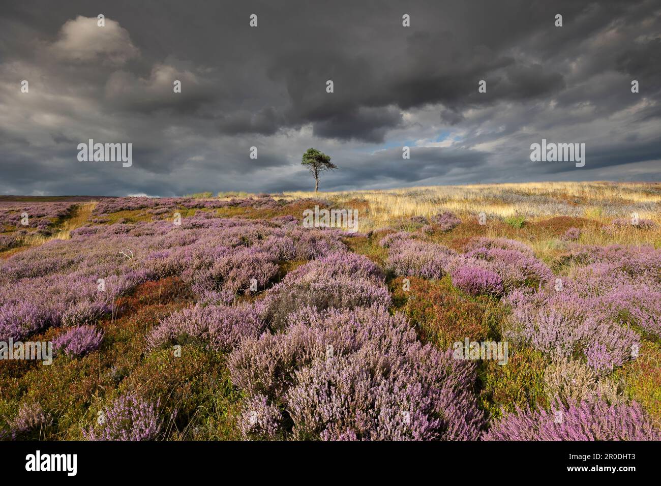 Lone Pine Tree, Kildale Moor, North York Moors National Park, Angleterre Banque D'Images