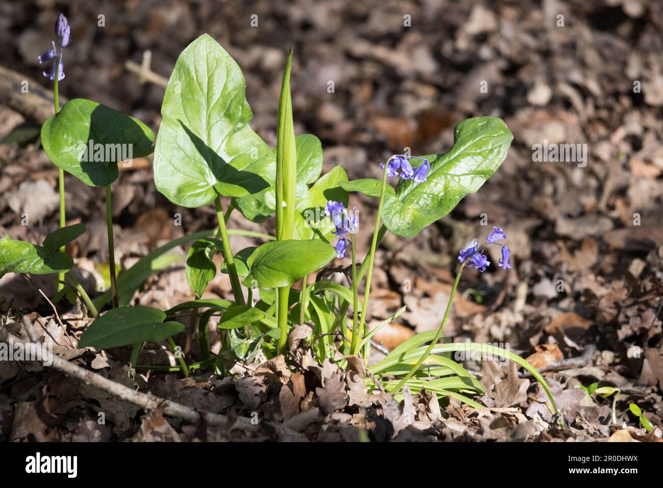 Adam et Eve plante, Arum maculatum, avec quelques Bluebells croissant au soleil de printemps Banque D'Images