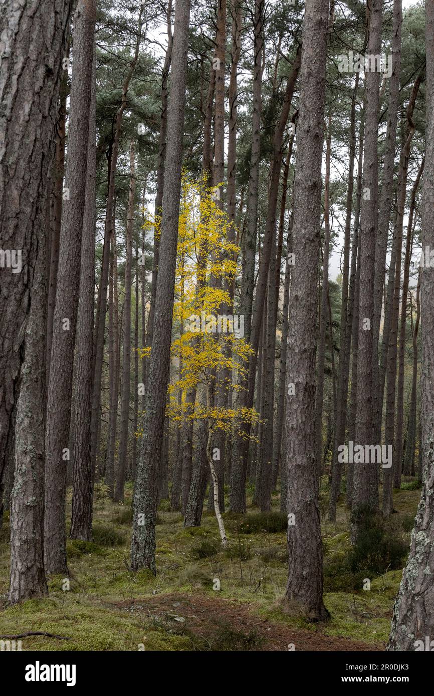 Bouleau argenté dans la forêt de pins, Cannich et Beauly en automne, Inverness Shire Highlands, Écosse Banque D'Images