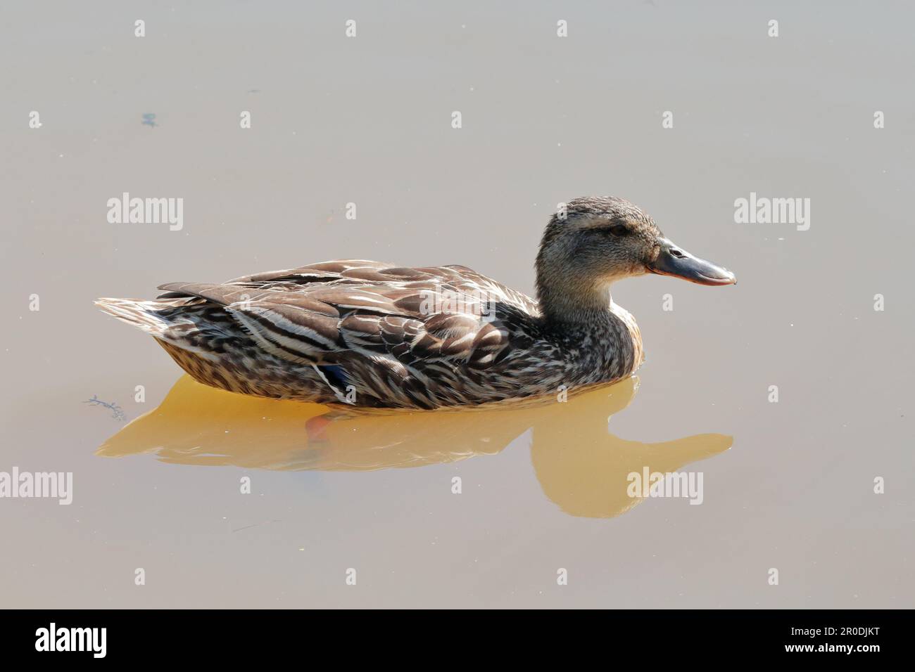 Un canard colvert femelle nageant dans un étang dans une réserve naturelle Banque D'Images