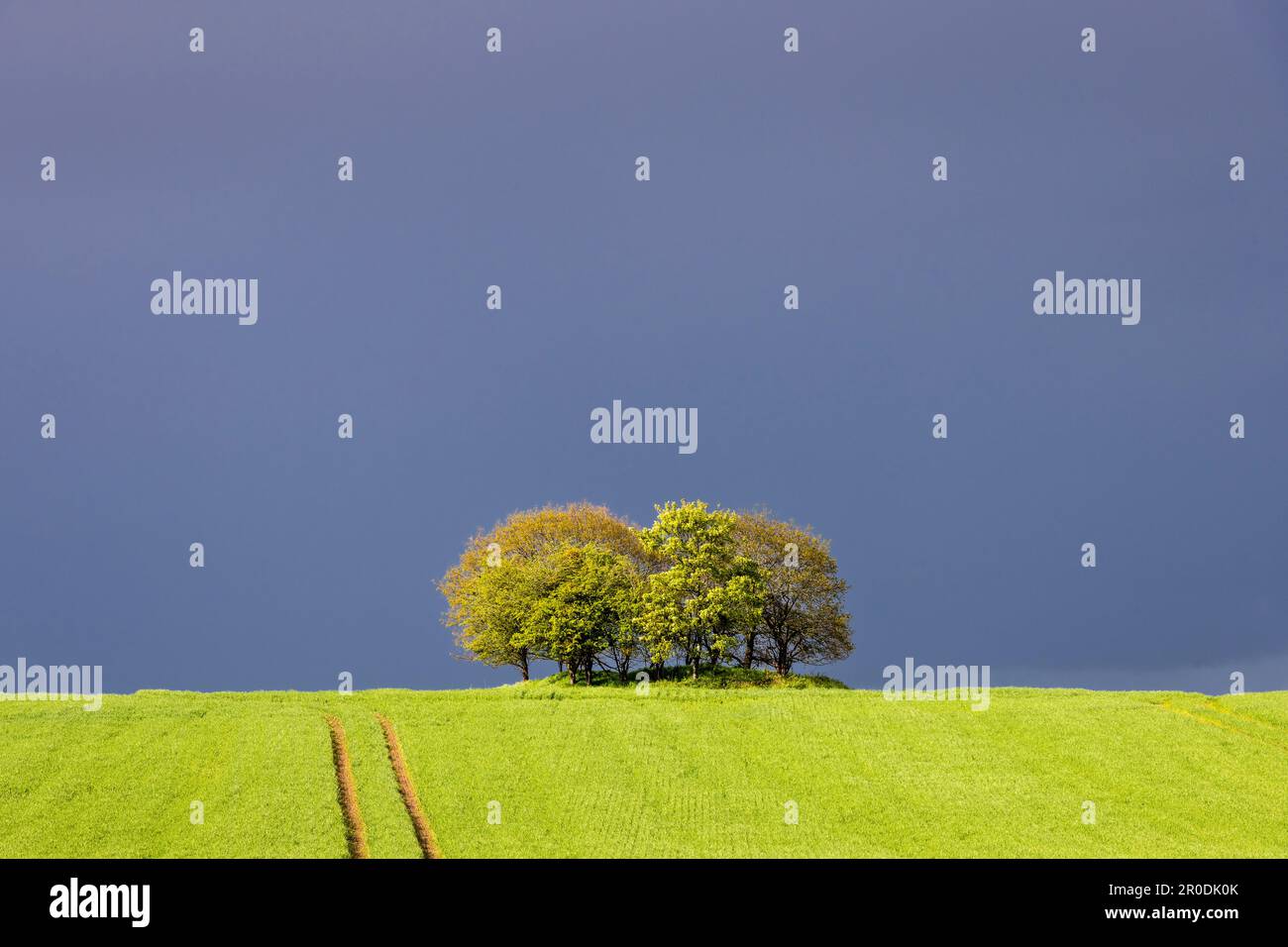 Un ciel sombre et orageux derrière un groupe d'arbres illuminés par une forte lumière du soleil - temps typique du printemps en Grande-Bretagne Banque D'Images