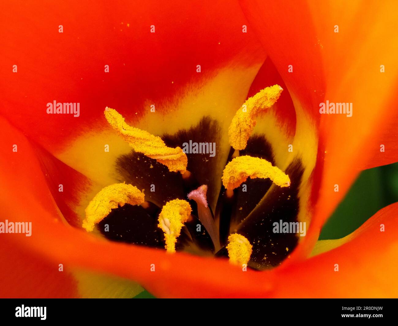 Estampille tulipe rouge et orange Banque D'Images
