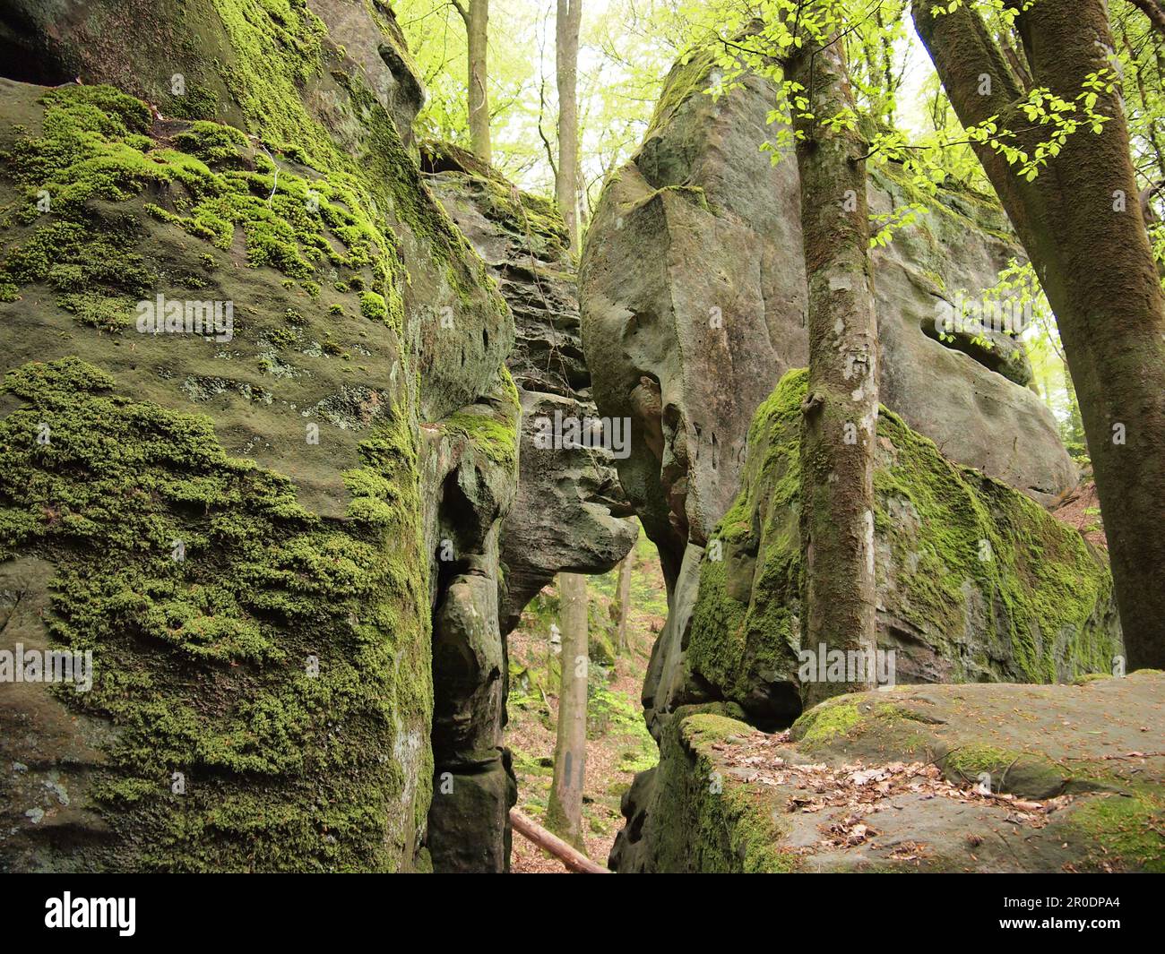 Mullerthal (Waldbillig, canton d'Echternach, Luxembourg) Banque D'Images