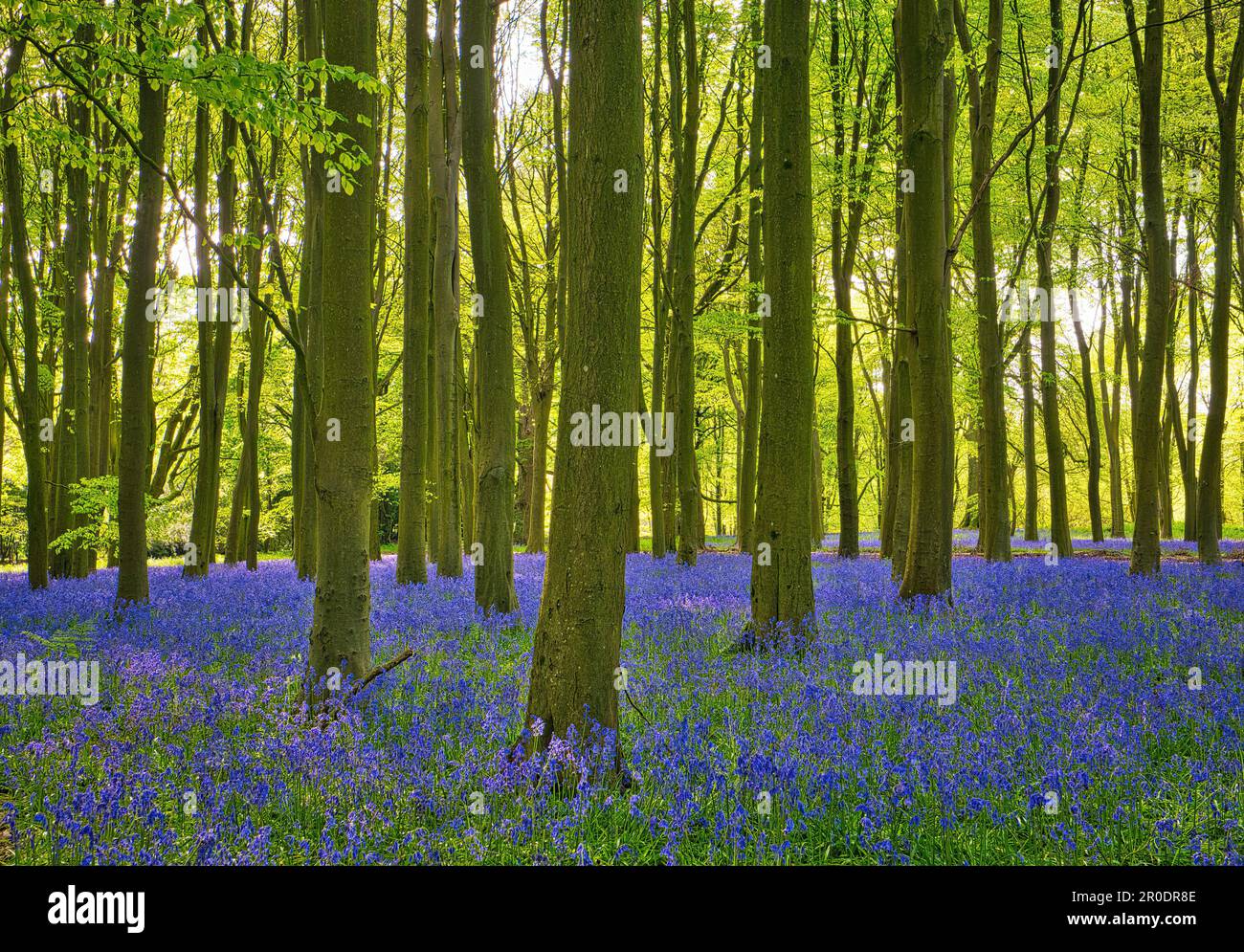 Le beau tapis de bluecloches incarne le printemps et la nouvelle vie. Prise à Badbury Clump, Oxfordshire, l'un des plus anciens bois de hêtre. Banque D'Images