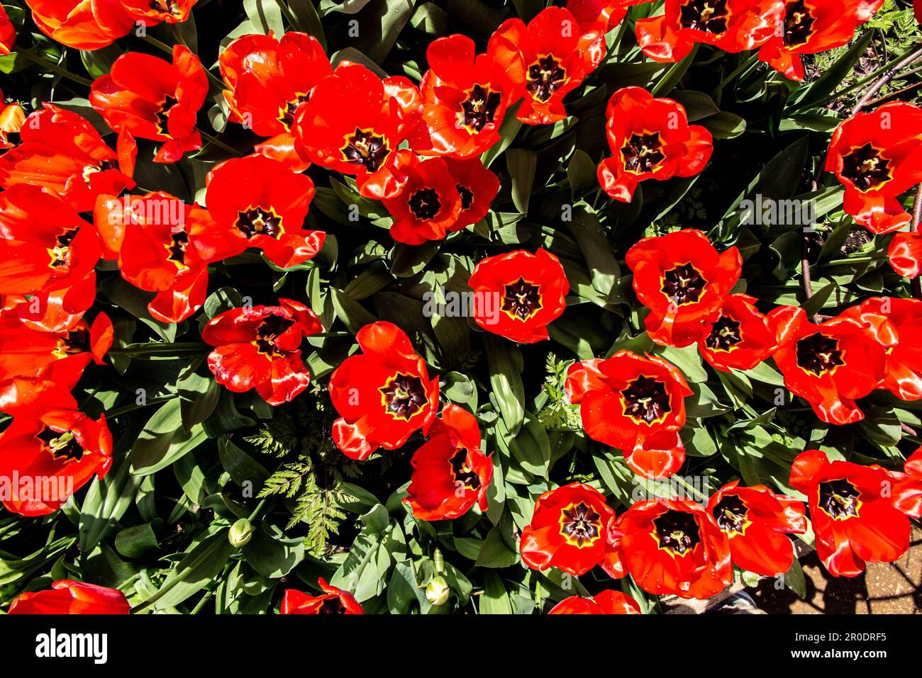 Tulipes fleuries rouge vif Banque D'Images