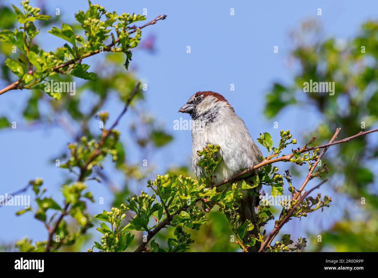 Maison d'épars (Passer domesticus) mâle perchée dans un arbuste au printemps Banque D'Images