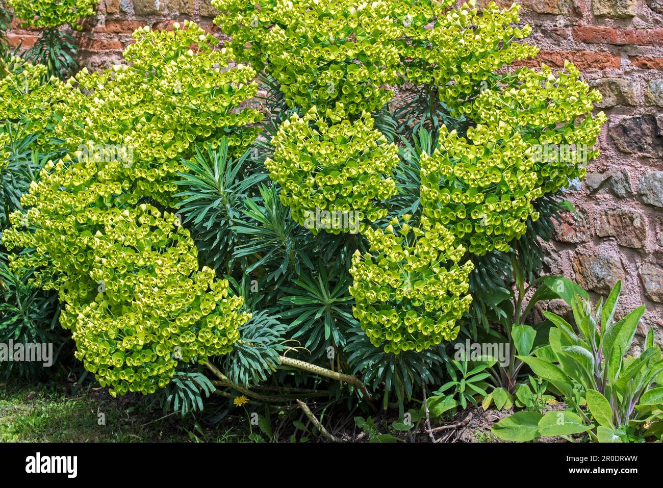 Epinge méditerranéenne / Epinge albanaise (Euphorbia catias) arbuste à feuilles persistantes utilisé en médecine traditionnelle dans les jardins d'herbes Banque D'Images