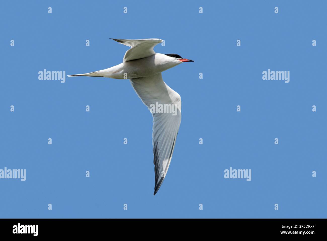 Sterne commune (Sterna hirundo) adulte dans le plumage de reproduction en vol contre le ciel bleu au printemps Banque D'Images