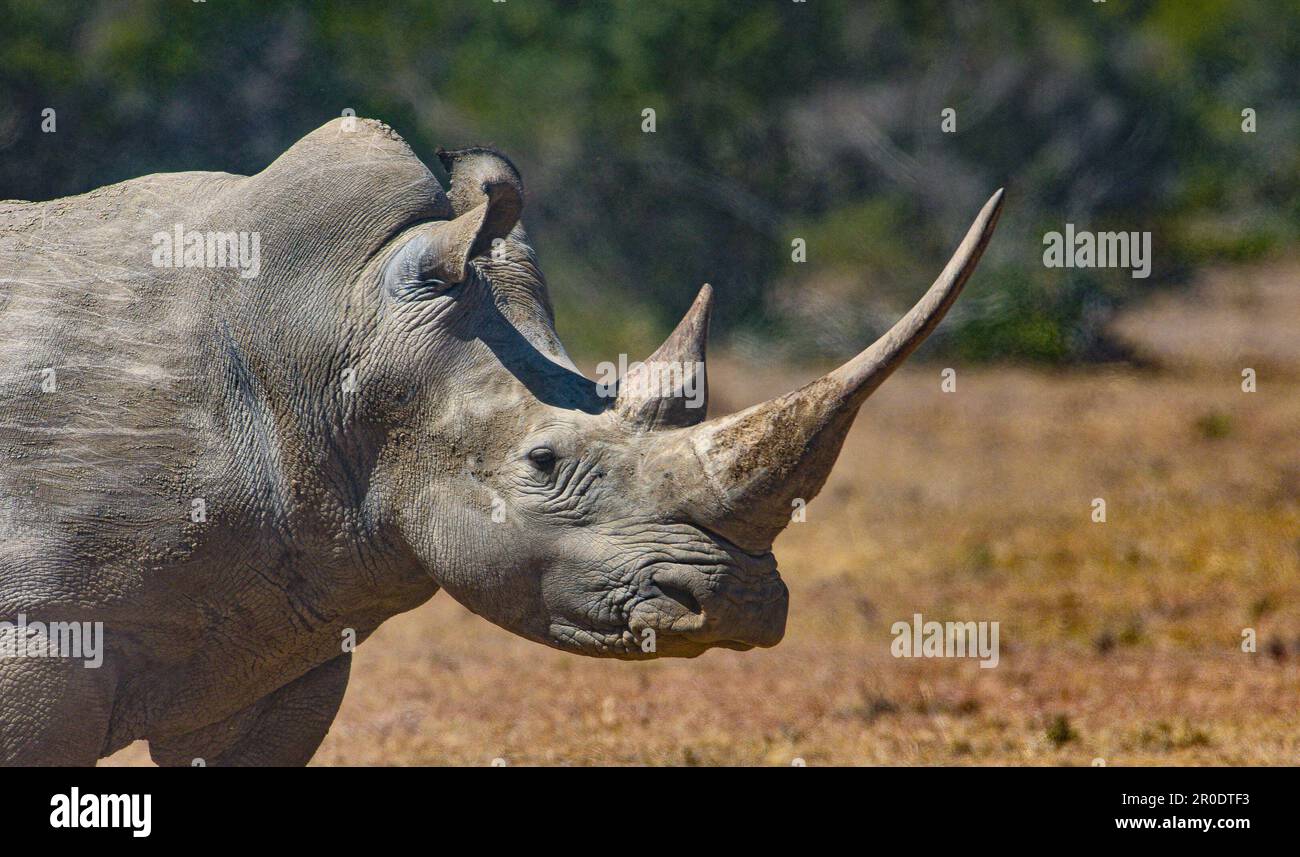 Rhinoceros blanc du Sud Porini Rhino Camp Banque D'Images