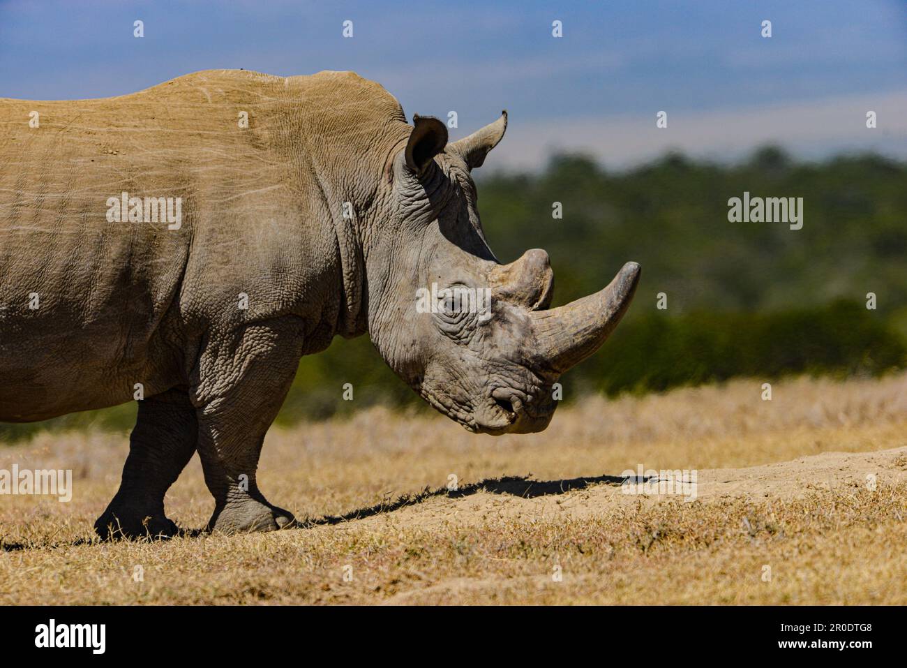 Rhinoceros blanc du Sud Porini Rhino Camp Banque D'Images