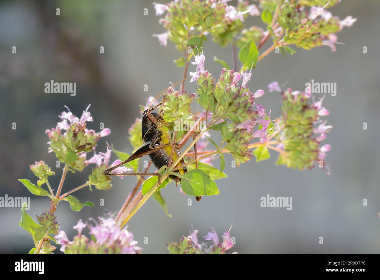 Le cricket commun du Bush ( Pholidoptera griseoaptera ) du dessous avec le ventre jaune sur une plante Banque D'Images