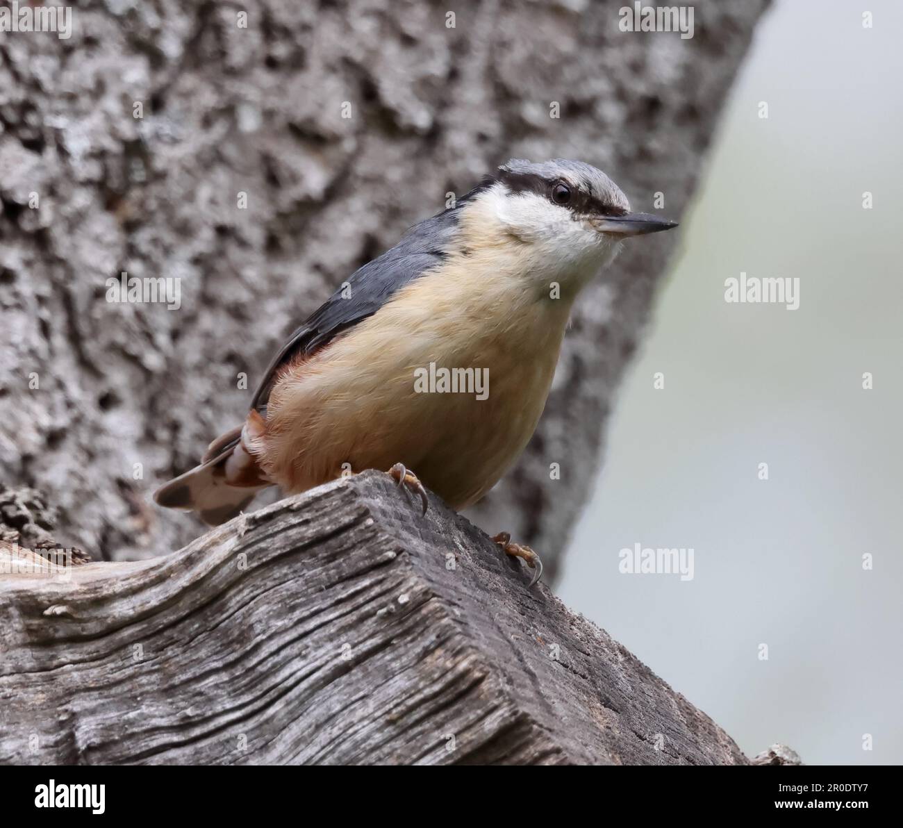 Nuthatch (Sitta europaea) posé sur une souche d'arbre à Gloucestershire, Royaume-Uni Banque D'Images