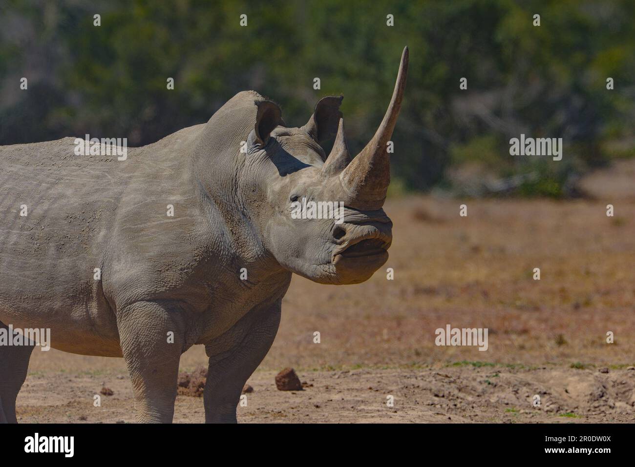 Rhinoceros blanc du Sud Porini Rhino Camp Banque D'Images