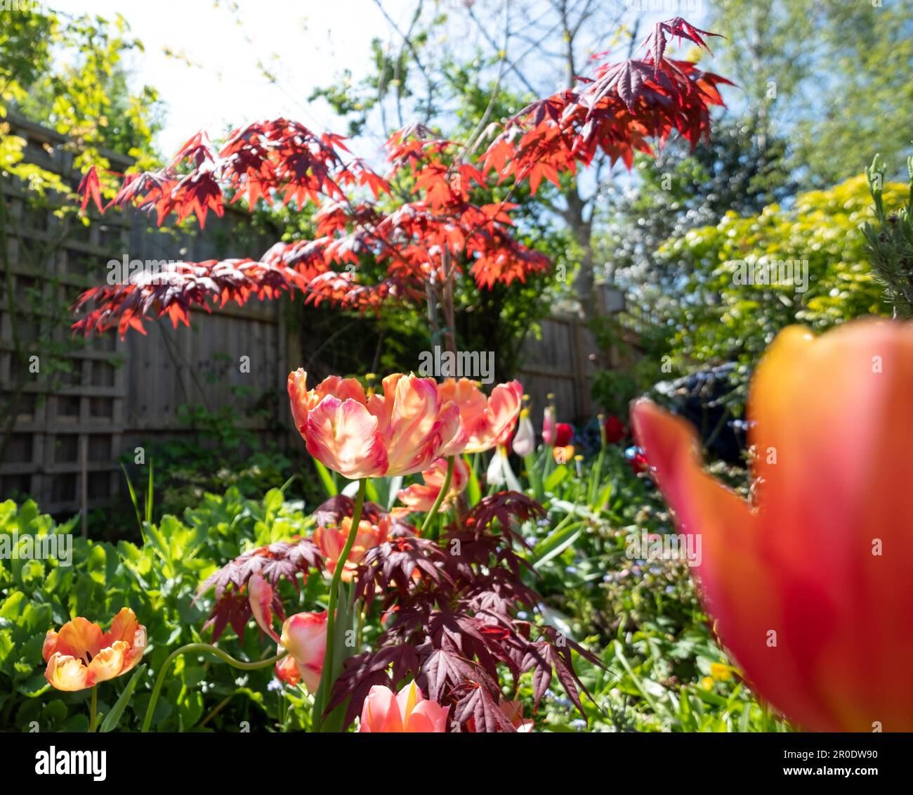 Tulipes de perroquet d'abricot au printemps, entre autres plantes, arbustes et verdure dans un jardin de banlieue légèrement négligé, désordonné, surcultivé Banque D'Images