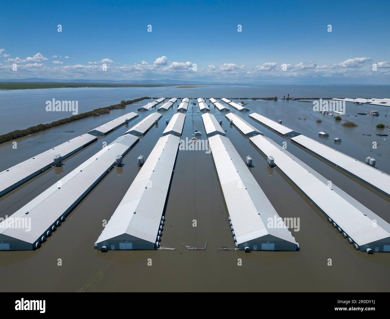 Enclos de stock inondés en raison de la montée des eaux du lac Tulare Banque D'Images