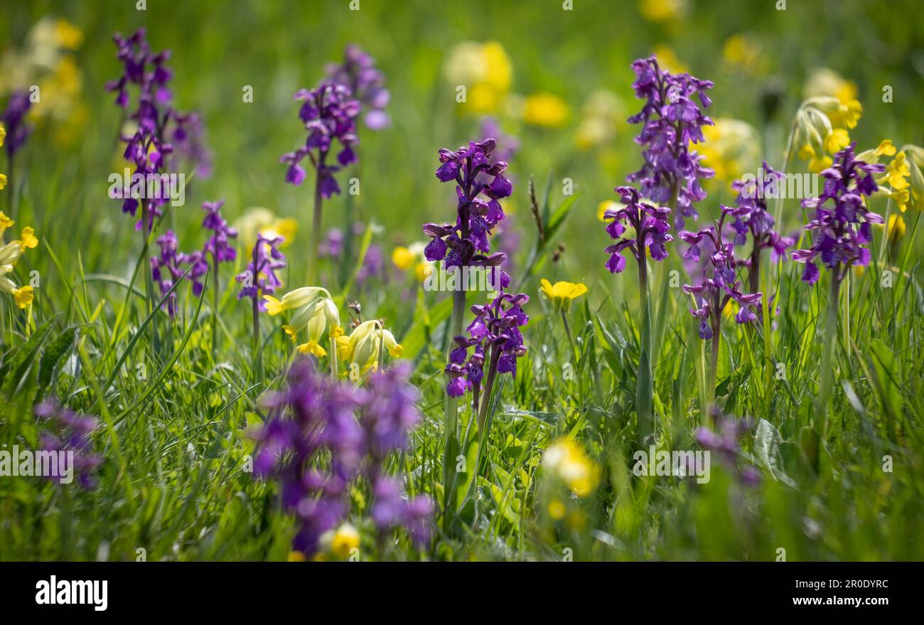 Orchidées à ailes vertes de couleur violette fleurissant à côté de délicates feuilles de cowslips jaunes dans un pré, Worcestershire, Angleterre. Banque D'Images