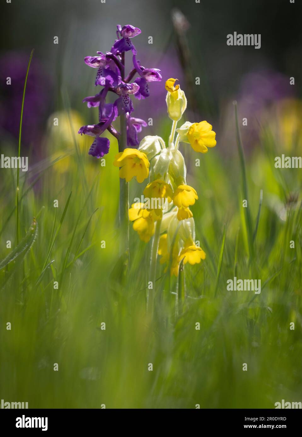 Orchidées à ailes vertes de couleur violette fleurissant à côté de délicates feuilles de cowslips jaunes dans un pré, Worcestershire, Angleterre. Banque D'Images