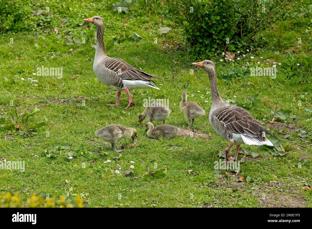 Bernaches grises (Anser anser) avec oisons dans le parc du château, Glücksburg, Schleswig-Holstein, Allemagne Banque D'Images