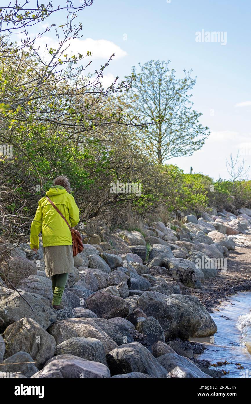 Femme âgée grimpant le long des rochers de la stabilisation du rivage, côte nord, péninsule de Holnis, Schleswig-Holstein, Allemagne Banque D'Images